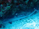 IMG_6974