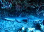 IMG_7330
