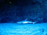 IMG_7583