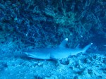 IMG_7960