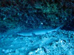 IMG_8087