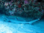 IMG_8531