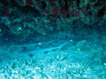 IMG_0530