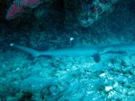 IMG_1284