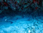 IMG_1035