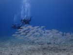 IMG_0087