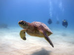ハワイでウミガメダイビング