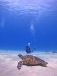 海亀とダイビング