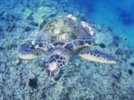 フレンドリーなハワイの海亀