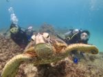 フレンドリーな海亀はいつも一緒に泳いでくれます。