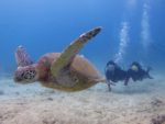 海亀とハワイでダイビング