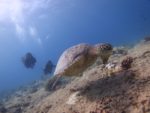 海亀とハワイでダイビング