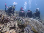 ハワイで海亀とダイビング