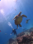 ハワイで海亀とダイビング
