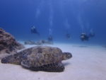 海亀とダイビング
