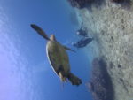 ハワイで海亀とダイビング
