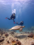 ハワイの海亀と泳ぐ