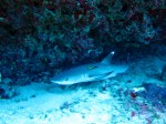 IMG_3367