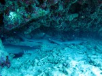 IMG_4231