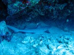 IMG_4410
