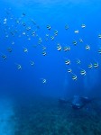 IMG_4585
