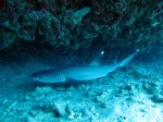 IMG_7621