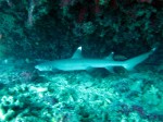 IMG_7924